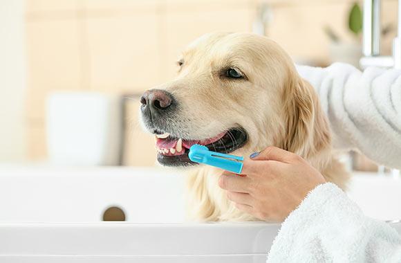 How to Keep a Dog’s Teeth Clean